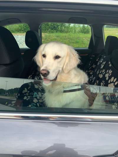 Die Dogorama Wochen Challenge-Beitrag-Bild