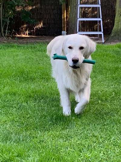 Dein Hund im Dogorama-Kalender 2021-Beitrag-Bild