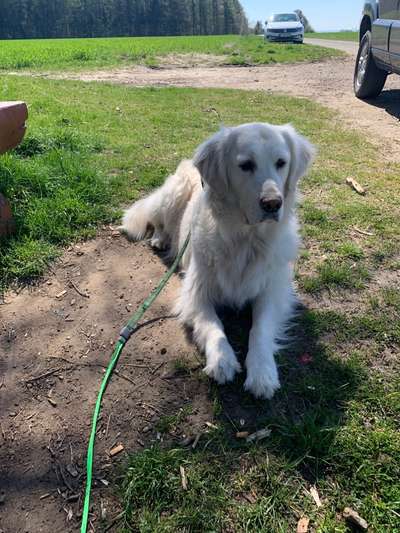 Wo sind die Golden Retriever Liebhaber?-Beitrag-Bild