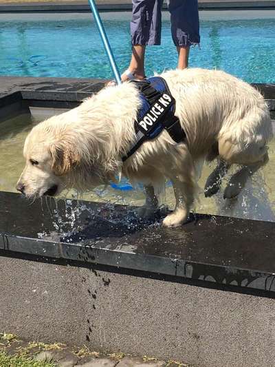 Dein Hund im Dogorama-Kalender 2021-Beitrag-Bild