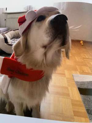 Dein Hund im Dogorama-Kalender 2021-Beitrag-Bild