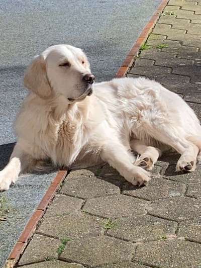 Dein Hund im Dogorama-Kalender 2021-Beitrag-Bild