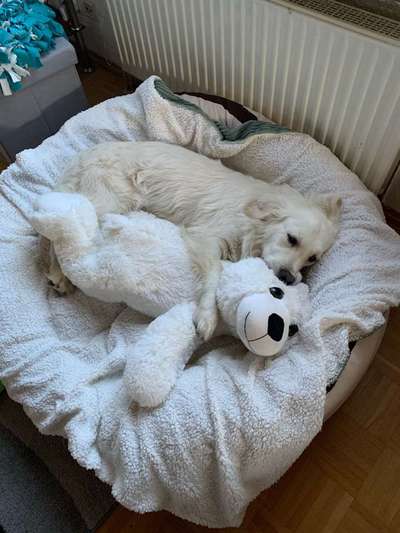 Dein Hund im Dogorama-Kalender 2021-Beitrag-Bild