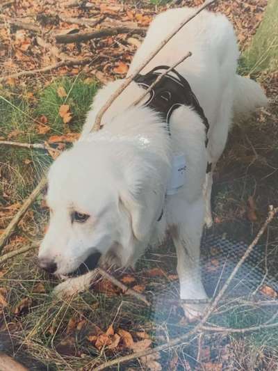 Dein Hund im Dogorama-Kalender 2021-Beitrag-Bild