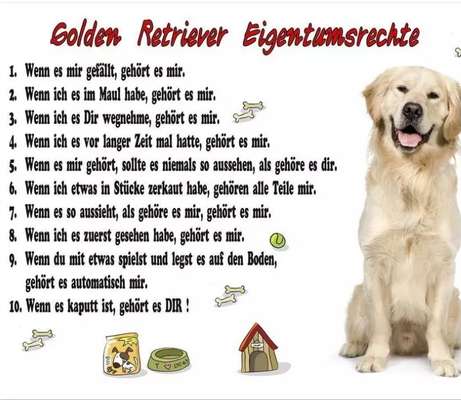 Wo sind die Golden Retriever Liebhaber?-Beitrag-Bild