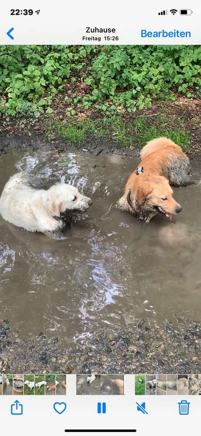 Die Dogorama Wochen Challenge "Friends will be Friends"-Beitrag-Bild