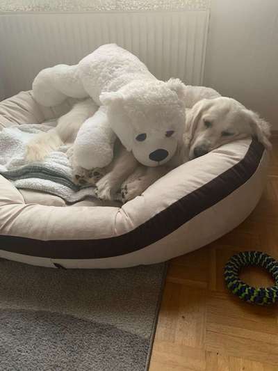 Dein Hund im Dogorama-Kalender 2021-Beitrag-Bild