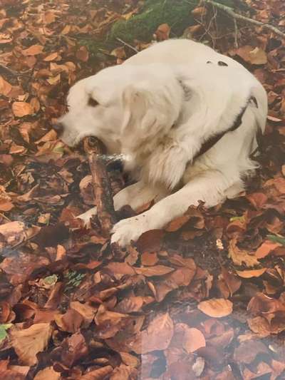 Dein Hund im Dogorama-Kalender 2021-Beitrag-Bild