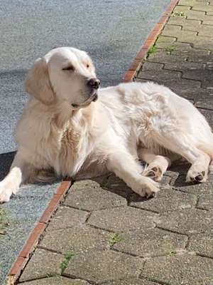 Dein Hund im Dogorama-Kalender 2021-Beitrag-Bild