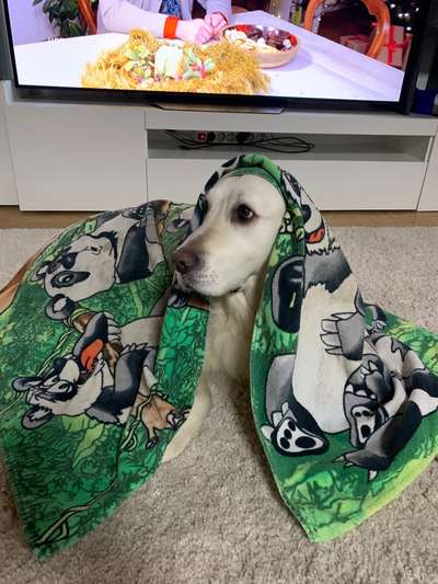 33. Handy Foto Challenge - Verkleidung deines Hundes-Beitrag-Bild