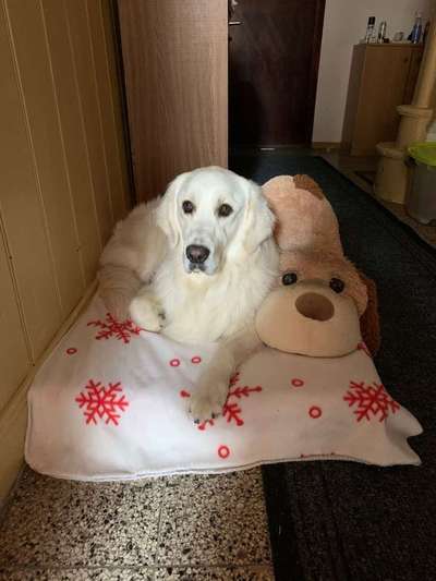 Dein Hund im Dogorama-Kalender 2021-Beitrag-Bild