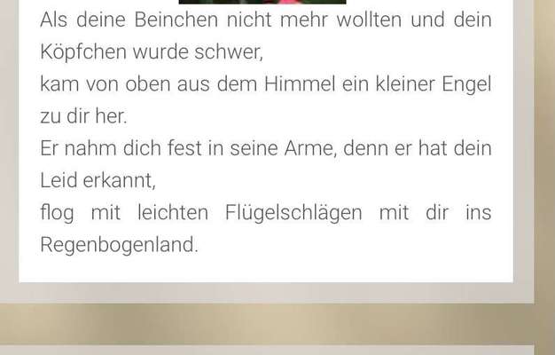 Regenbogenbrücke-Beitrag-Bild