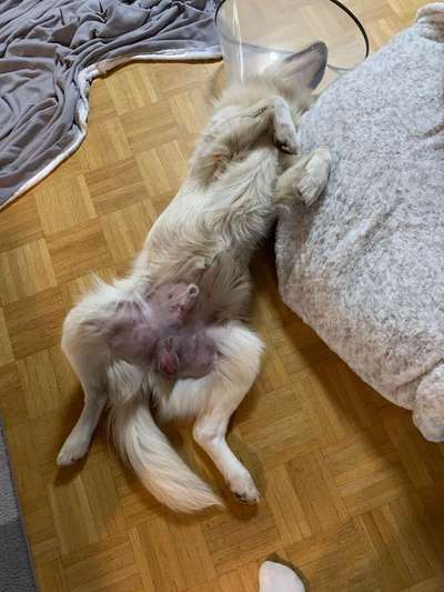 Dein Hund im Dogorama-Kalender 2021-Beitrag-Bild