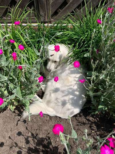 Dein Hund im Dogorama-Kalender 2021-Beitrag-Bild