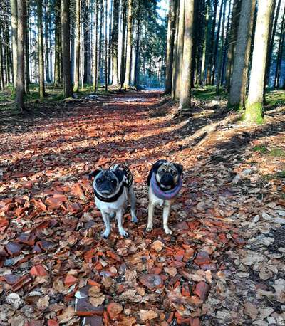 Postet eure schönsten Bilder von Spaziergängen in 2020!-Beitrag-Bild