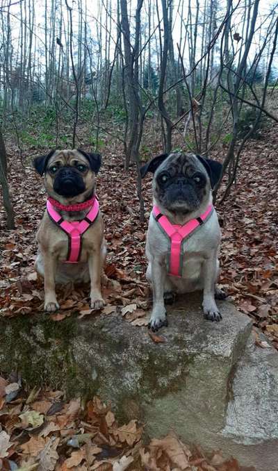 Geschirr Empfehlung-Beitrag-Bild