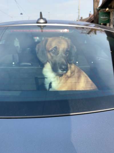 FOTOCHALLENGE 70 - Dein Hund im Auto-Beitrag-Bild
