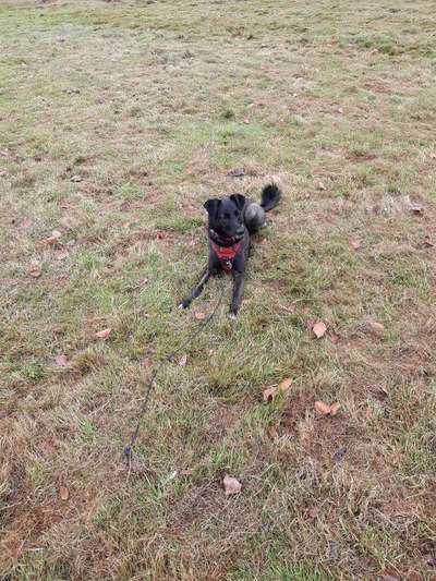 Hundetreffen-Hunde treffen-Bild
