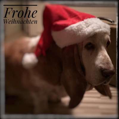 Basset Hound-Beitrag-Bild
