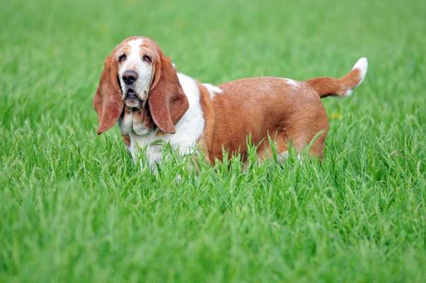 Basset Hound-Beitrag-Bild