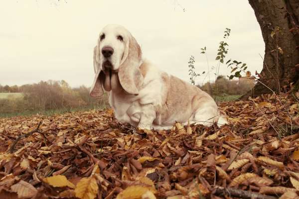 Basset Hound-Beitrag-Bild