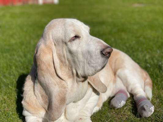 Basset Hound-Beitrag-Bild