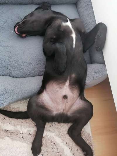 Zeigt mir die lustigsten Schlafpositionen eurer Fellnasen-Beitrag-Bild