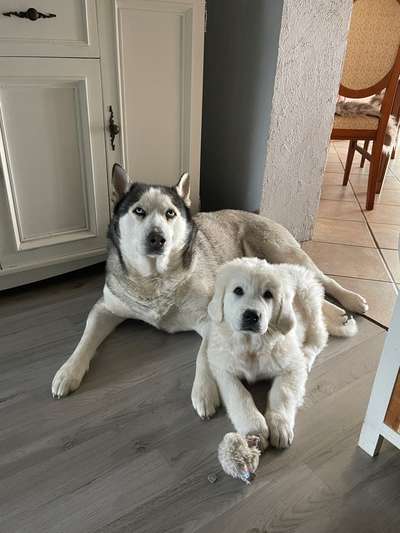 Hundetreffen-Welpentreffen / Spielen-Bild