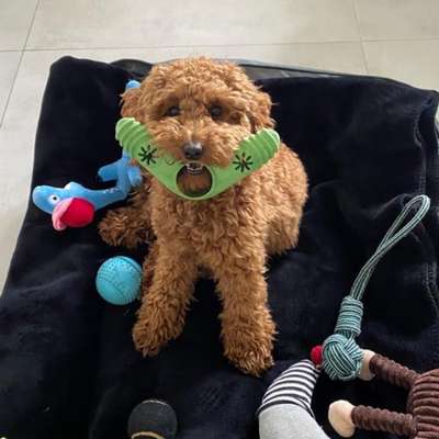 Hundetreffen-Spielrunde Junghunde/Gassi nahe englischer Garten-Bild