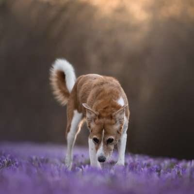 Tierfotografen-justinafotografie-Bild