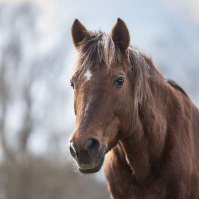 %{de_profession_title}-Pferdeshooting-Bild