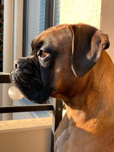 Deutsche Boxer-Beitrag-Bild