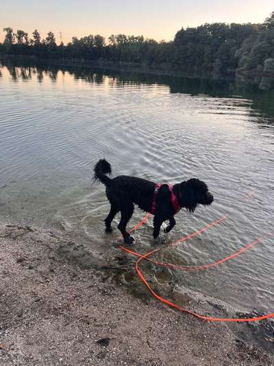 Hundetreffen-Gemeinsame Spaziergänge und Spielzeit-Bild