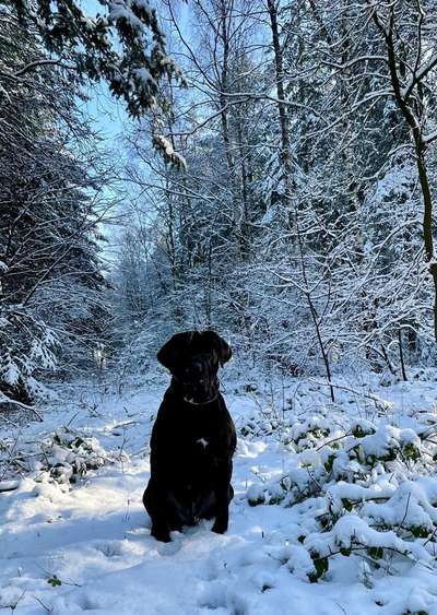 Hundetreffen-Gassirunde-Bild