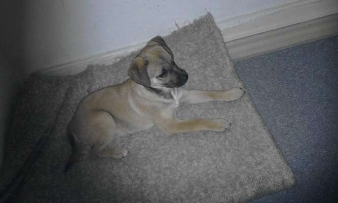 Welpen Bilder !-Beitrag-Bild