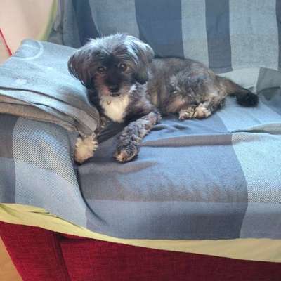 Pflegehund will nicht fressen-Beitrag-Bild