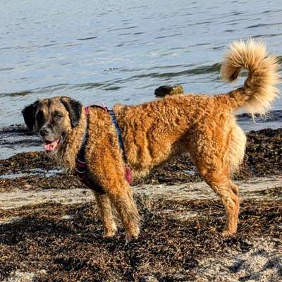 Hundetreffen-Spielkameraden gesucht