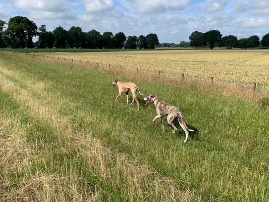 Whippet-Beitrag-Bild