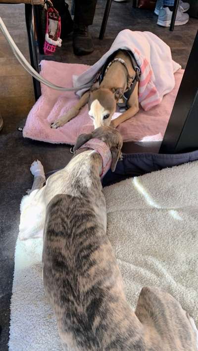 Windhunde - Treffen der besonderen Schönheiten
HERZLICH WILLKOMMEN-Beitrag-Bild