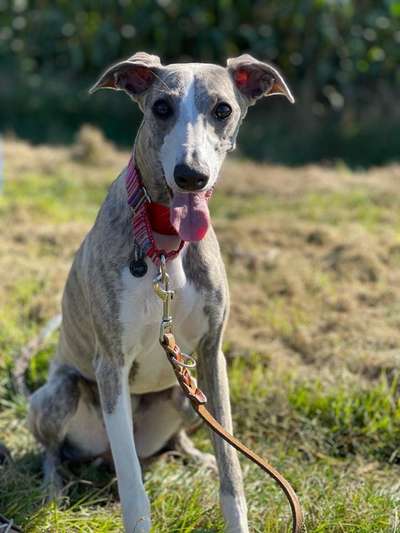 Windhunde - Treffen der besonderen Schönheiten
HERZLICH WILLKOMMEN-Beitrag-Bild