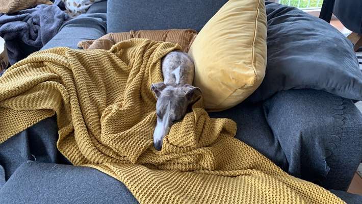 Windhunde - Treffen der besonderen Schönheiten
HERZLICH WILLKOMMEN-Beitrag-Bild