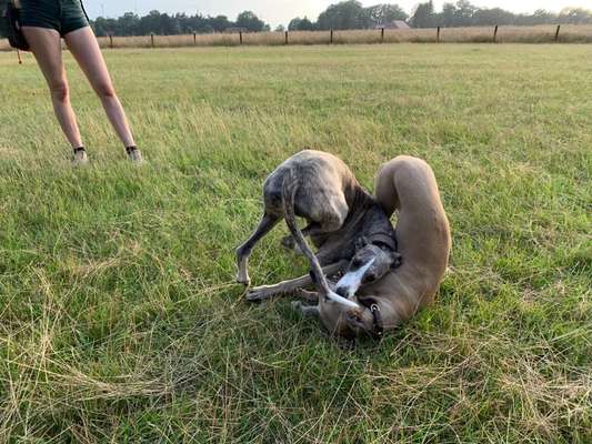 Whippet-Beitrag-Bild