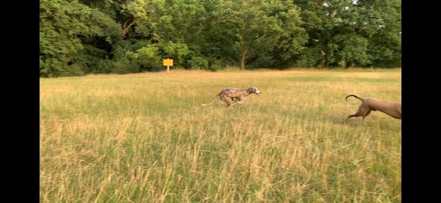 Whippet-Beitrag-Bild