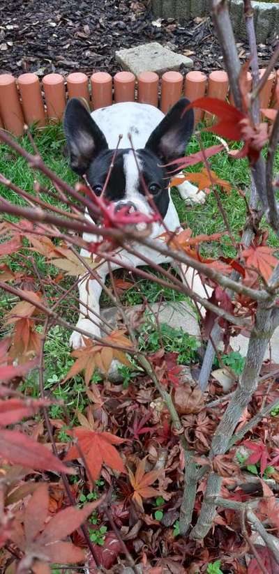 Die Dogorama Monats Challenge "Es grünt und blüht"-Beitrag-Bild