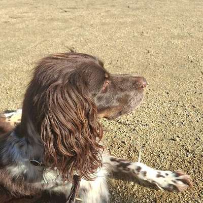 Hundetreffen-Gemeinsame Spaziergänge-Bild