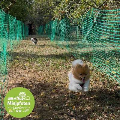 🐾 Was darf in einem Hundegarten für kleine Hunde auf keinen Fall fehlen? 🐶💭-Beitrag-Bild