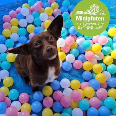 🐾 Was darf in einem Hundegarten für kleine Hunde auf keinen Fall fehlen? 🐶💭-Beitrag-Bild