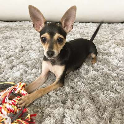 Hundetreffen-Gassirunde nach Absprache-Bild