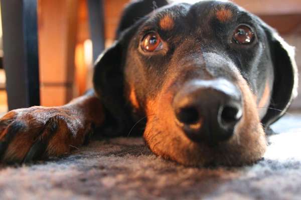 Foto's und Hundemodels-Beitrag-Bild