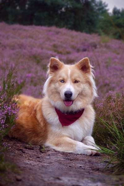 Mischlingshunde Foto Aufruf-Beitrag-Bild